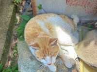 Ogijima: The Cat Island of the Seto Inland Sea! 🐱🏝️