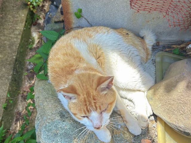 Ogijima: The Cat Island of the Seto Inland Sea! 🐱🏝️