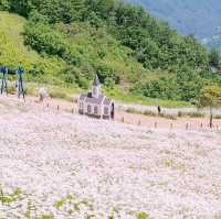 Solo Daydream at Yookbaek Majigi’s Daisy Field: Seoul’s Secret Flower Fantasy** 🌼✨
