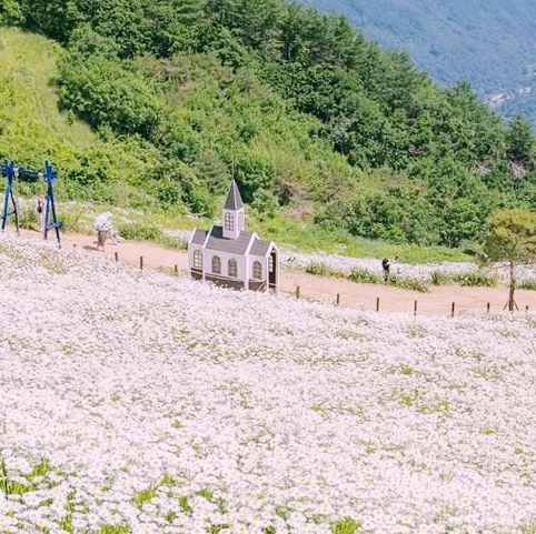 Solo Daydream at Yookbaek Majigi’s Daisy Field: Seoul’s Secret Flower Fantasy** 🌼✨