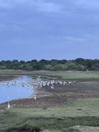 🐘 Wild Encounters at Yala Safari, Sri Lanka 🐾
