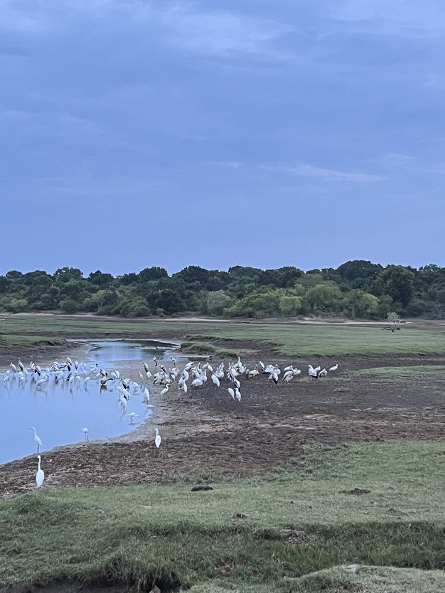 🐘 Wild Encounters at Yala Safari, Sri Lanka 🐾