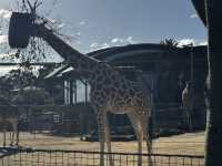 塔龍加動物園遊玩攻略