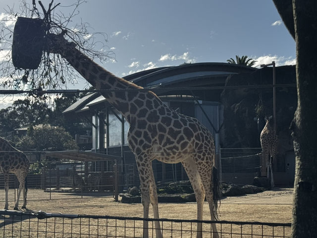 塔龍加動物園遊玩攻略