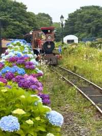 🇰🇷🚂💨 濟州島必去景點🌳森林小火車
