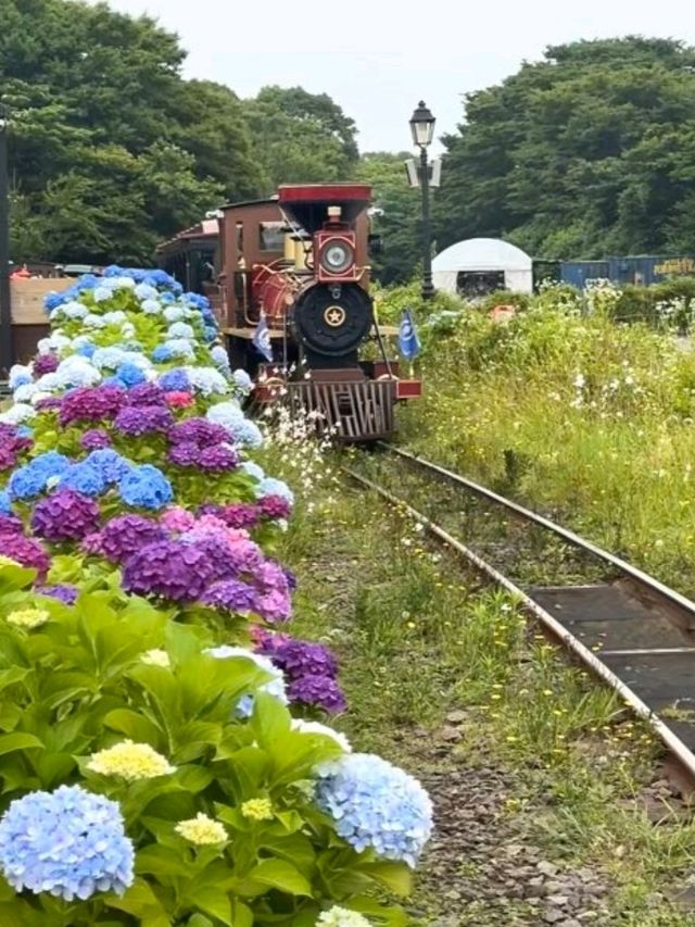 🇰🇷🚂💨 濟州島必去景點🌳森林小火車