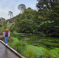 Te Waihou Walkway – New Zealand’s Hidden Gem of Crystal Waters 