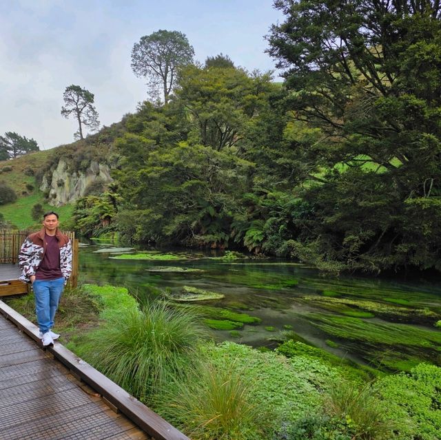 Te Waihou Walkway – New Zealand’s Hidden Gem of Crystal Waters 