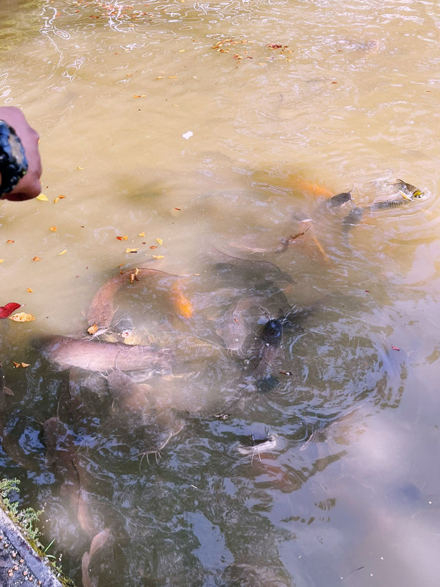 Permaisuri Lake Park: Peaceful Retreat with Nature and Wildlife