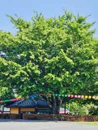 Spiritual Gateway to Hallasan