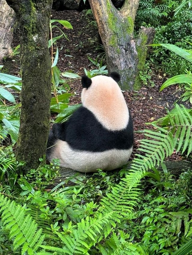 Panda Valley Dujiangyan Panda Valley Dujiangyan