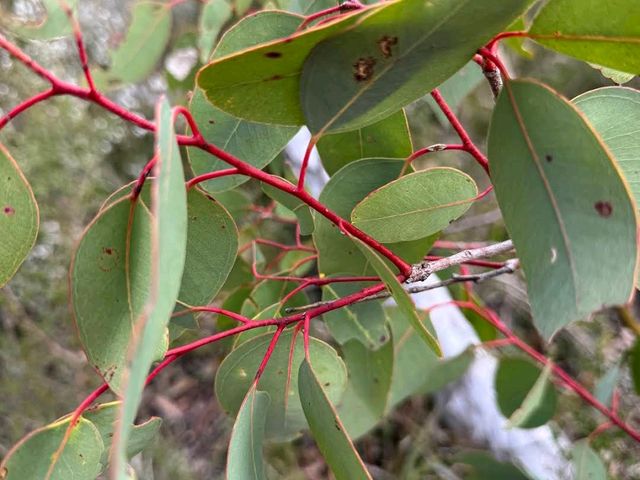 Girraween National Park (QLD)