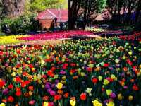 Araluen Botanic Park – A Floral Wonderland in Perth Hills 🌿