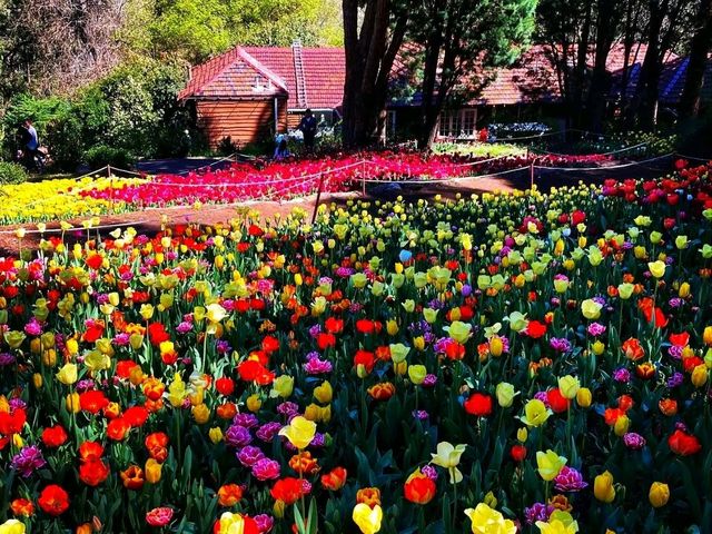 Araluen Botanic Park – A Floral Wonderland in Perth Hills 🌿