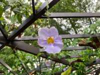 Vine Garden Putrajaya: A Hidden Gem of Nature, Vines & Scenic Bliss