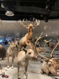 Shanghai Natural History Museum 🦖🦕🐘🦌🦒🦏🦥