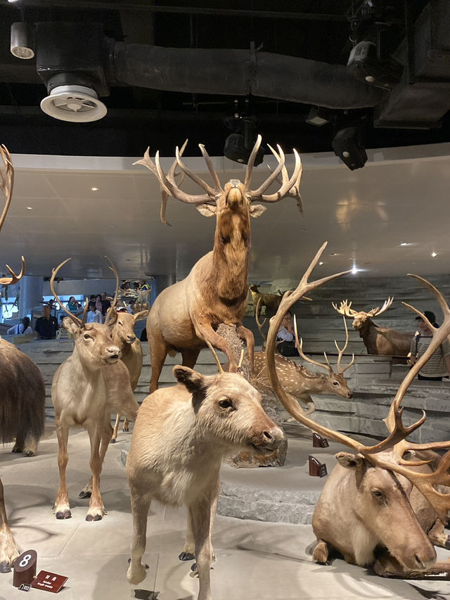 Shanghai Natural History Museum 🦖🦕🐘🦌🦒🦏🦥
