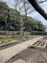 🏝️ Enoshima Island – A Coastal Escape Near Tokyo