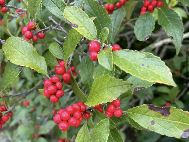 천리포수목원 천리포수목원