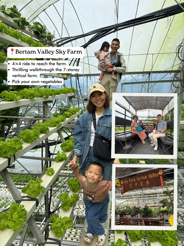 A quick 2D1N getaway from Ipoh to Cameron Highlands 🌿✨ A quick 2D1N getaway from Ipoh to Cameron Highlands 🌿✨