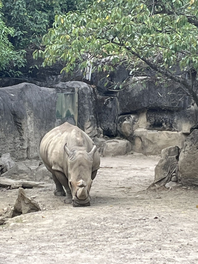 【木柵動物園】一日的動物探險🐼🦁
