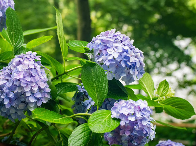 Hydrangea Season in Kamakura – Japan’s Rainy Season Gem! 💧✨
