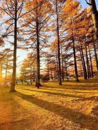 🍁✨ Nikko – The “Autumn Leaf Paradise” of Tochigi ✨🍂
