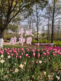 สวนพฤกษศาสตร์ที่สดชื่นที่สุดในหนิงโป 🌳🌸 