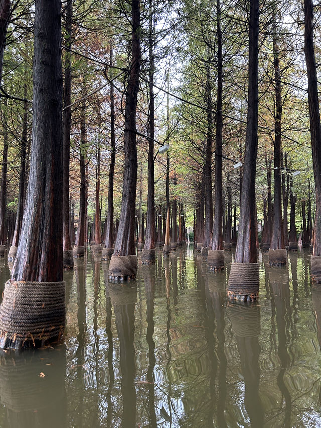Kunming Wetlands🌧️  