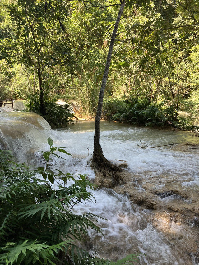 ルアンパバーンからバスで行ける!?🚌クアンシー滝(Kuang Si Falls) 🏞️ ルアンパバーンからバスで行ける!?🚌クアンシー滝(Kuang Si Falls) 🏞️