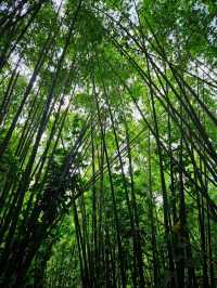 Unplug & Unwind: My Open-Air Stay in Hulu Langat