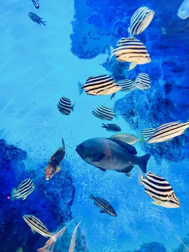 COEX水族館:與海洋生物的親密接觸