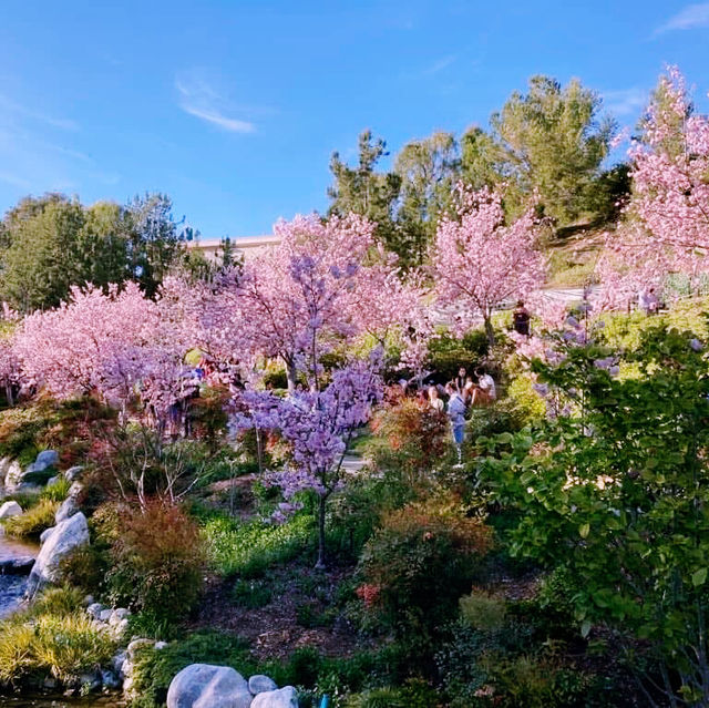 Sakura Serenity: A Solo Escape in San Diego