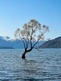 #ThatWanakaTree: That Famous Willow