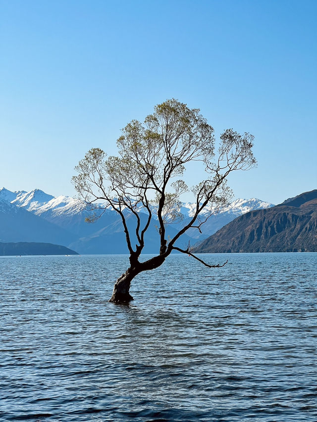 #ThatWanakaTree: That Famous Willow