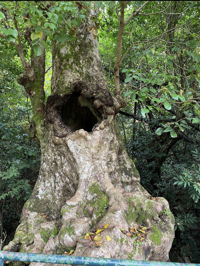 📸打卡香港秘境！荔枝窩客家村奇樹+海景一日遊