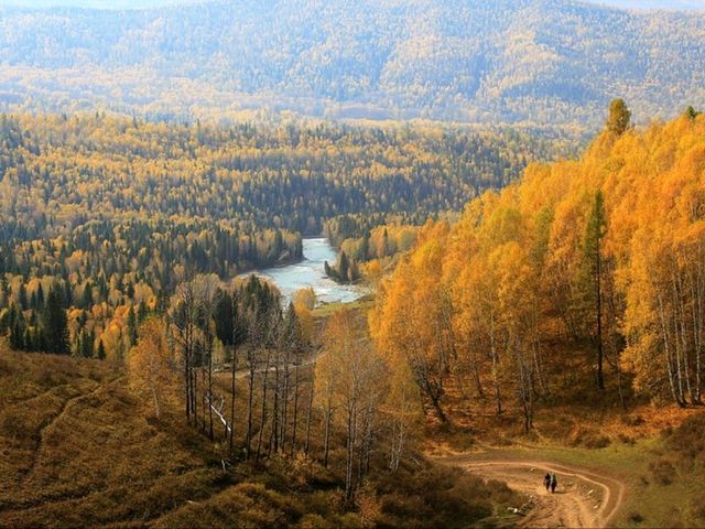 “Golden Forest of Kanas Lake” “Golden Forest of Kanas Lake”