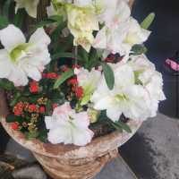 Queen Elizabeth Park