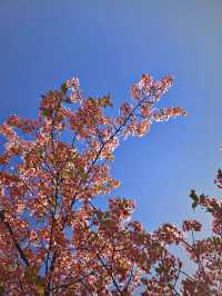 Studio Ghibli Museum ✨💕 Tokyo