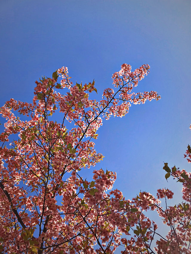Studio Ghibli Museum ✨💕 Tokyo