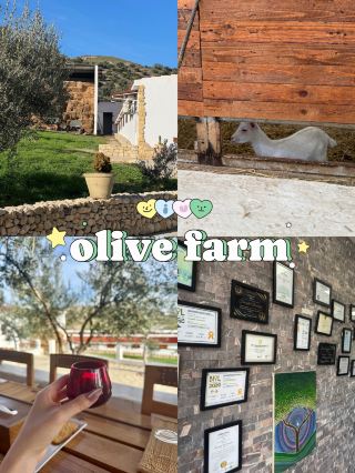 🌿 สัมผัสธรรมชาติของตูนิเซียที่ฟาร์มมะกอก 🫒