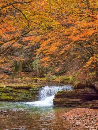 🍁 Liping National Forest Park | One of Shaanxi's Most Beautiful Autumn Escapes