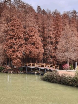 🇨🇳Seven Star Crags (七星岩)🍁Taxodium (bald cypress) Trees Season at ZhaoQing China 