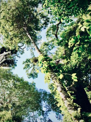 德國北萊茵-威斯伐倫州艾費爾（Eifel）烏爾夫特湖（Urftsee）長滿苔蘚的懸崖水壩