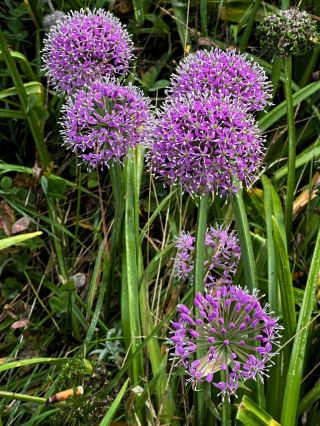 🌫️ Jiucai Mountain | A Flower Sea Veiled in Mist
