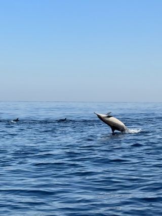 DOLPHINS MAKES US HAPPY!  