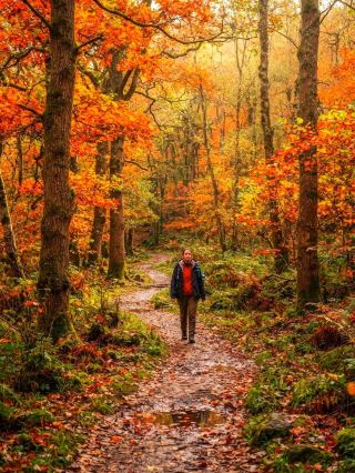 A Must-Visit Autumn Hidden Gem in the UK — West Dean, Forest of Dean: An Ancient Woodland Steeped in Mystery