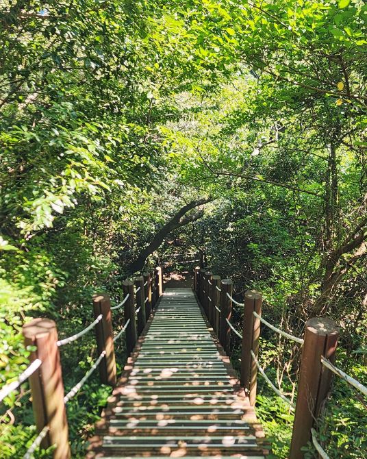 With a variety of courses and just the right length, it’s perfect💚 A recommended West Jeju Gotjawal🌳🚶‍♂️ featuring an observatory with a panoramic view from Hallasan to Sanbangsan.