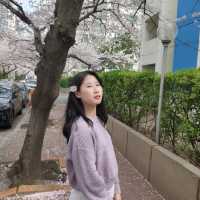 부산 광안리 벚꽃 명소! 삼익비치아파트