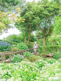 🪻여름 계절의 아름다운 수국밭 [휴애리 자연생활공원]🌿